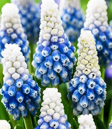 Muscari - Sapphire Mountain Lady 5 Bulbs