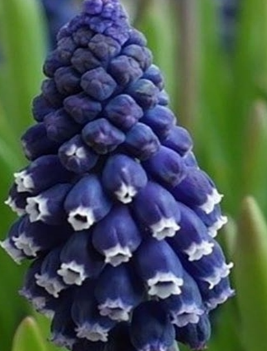 Muscari - Sapphire Joyce Spirit 5 Bulbs