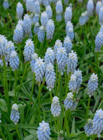 Muscari - Sapphire Esther 5 Bulbs