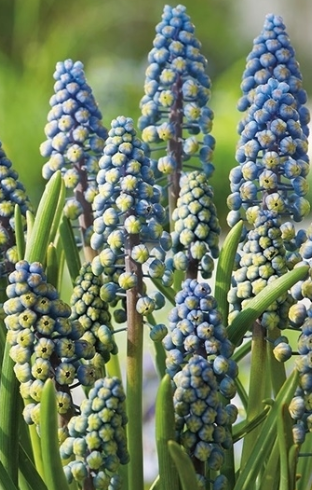 Muscari - Sapphire Saffier 5 Bulbs