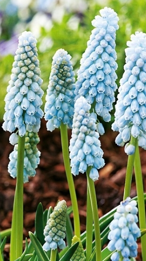 Muscari - Neglectum Baby's Breath 5 Bulbs