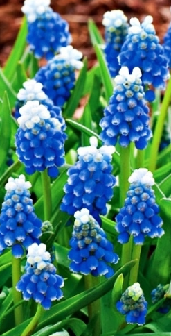 Muscari - Sapphire Touch Of Snow 5 Bulbs