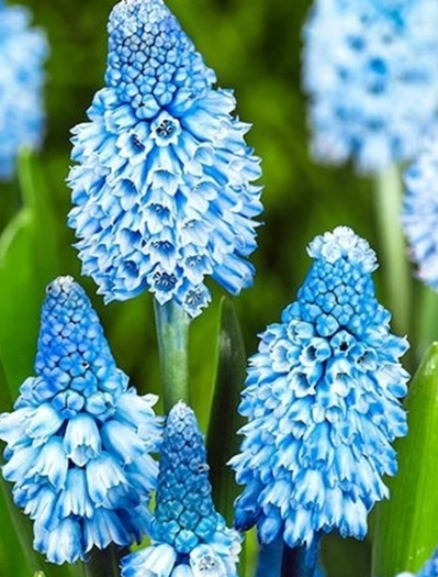 Muscari - Sapphire Azureum 5 Bulbs