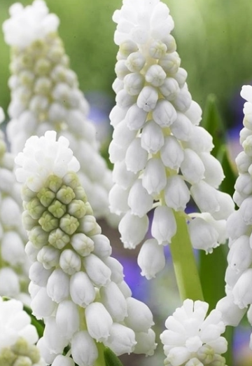 Muscari - Szafirek Siberian Tiger 5 Bulbs