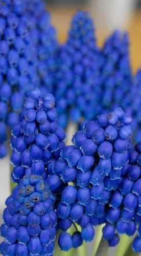 Muscari - Sapphire Marleen 5 Bulbs