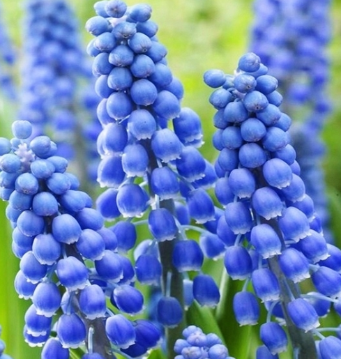 Muscari - Sapphire Big Smile 5 Bulbs