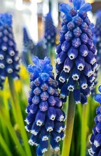 Muscari - Sapphire Night Eyes 5 Bulbs