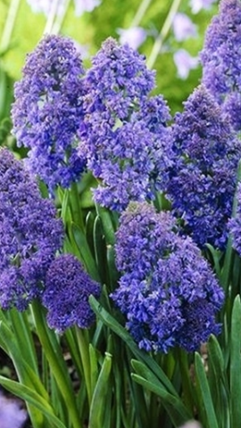 Muscari - Sapphire Fantasy Creation 5 Bulbs