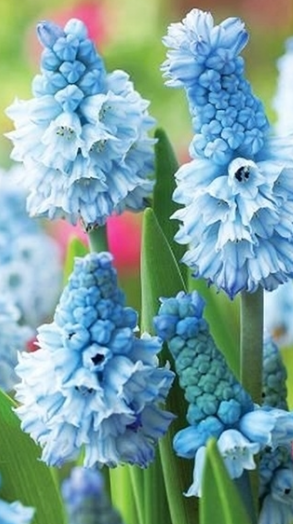 Muscari - Sapphire Atlantic 5 Bulbs
