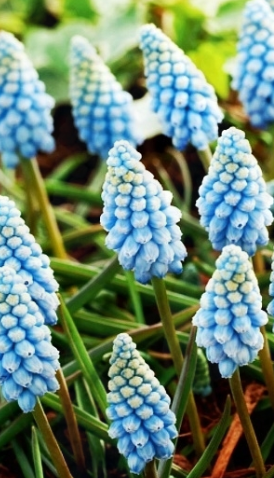 Muscari - Sapphire Valerie Finish 5 Bulbs