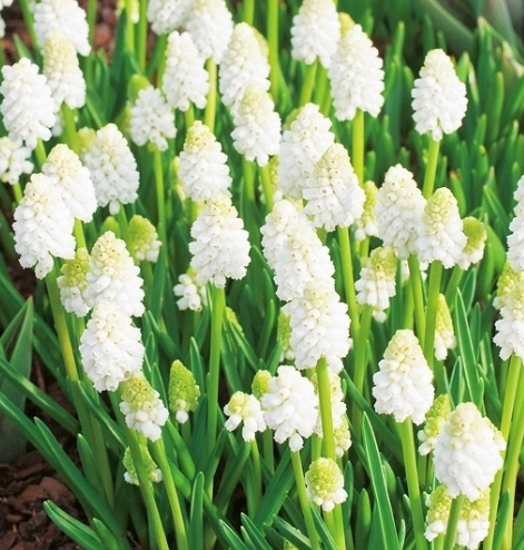 Muscari - White Magic Sapphire 5 Bulbs