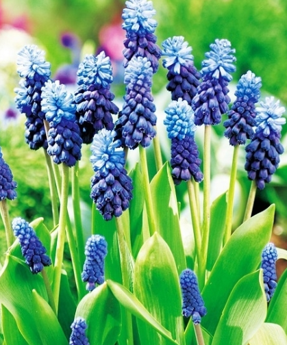 Muscari - Sapphire Latifolium 5 Bulbs