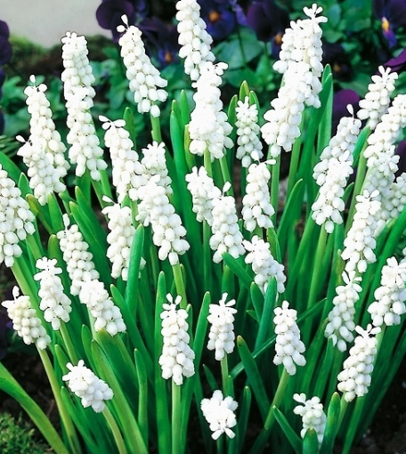 Muscari - Szafirek Album 5 Bulbs