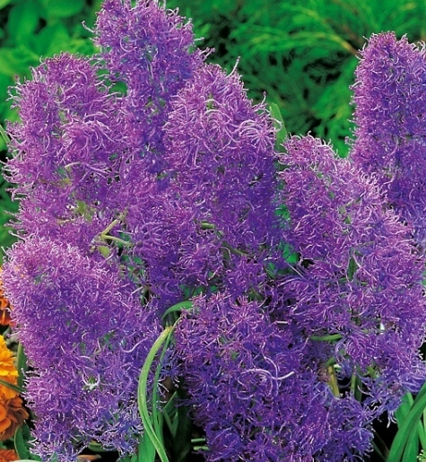 Muscari - Plumosum Sapphire 5 Bulbs