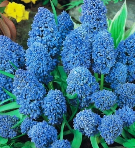 Muscari - Blue Spike Sapphire 5 Bulbs