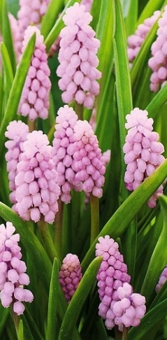 Muscari - Sapphire Pink Sunrise 5 Bulbs