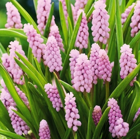 Muscari - Sapphire Pink Sunrise 5 Bulbs