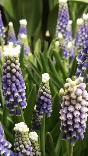 Muscari - Szafirek Helena 5 Bulbs