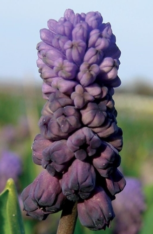 Muscari - Sapphire Purple Rain 5 Bulbs