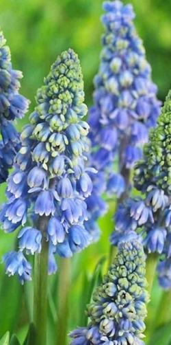 Muscari - Szafir Artist 5 Bulbs