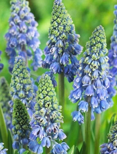Muscari - Szafir Artist 5 Bulbs