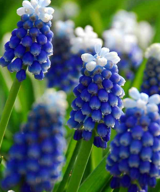 Muscari - Sapphire Mount Hood 5 Bulbs