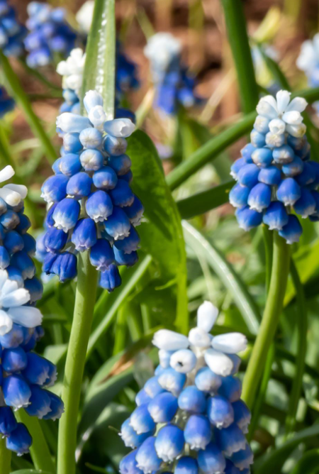 Muscari - Sapphire Mount Hood 5 Bulbs