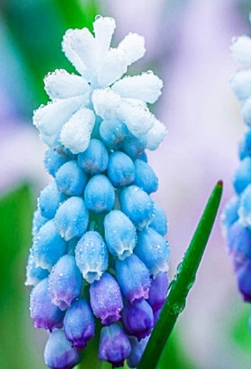 Muscari - Sapphire Sky Blue 5 Bulbs