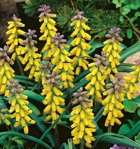 Muscari - Sapphire Macrocarpum 5 Bulbs