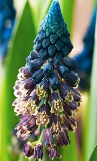 Muscari - Paradoxum 5 Bulbs