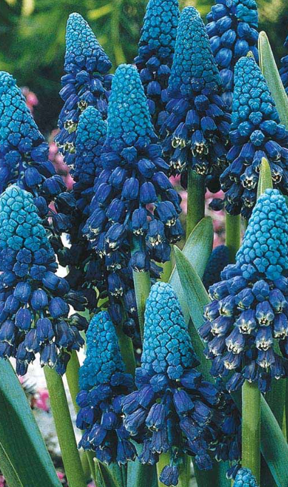 Muscari - Paradoxum 5 Bulbs