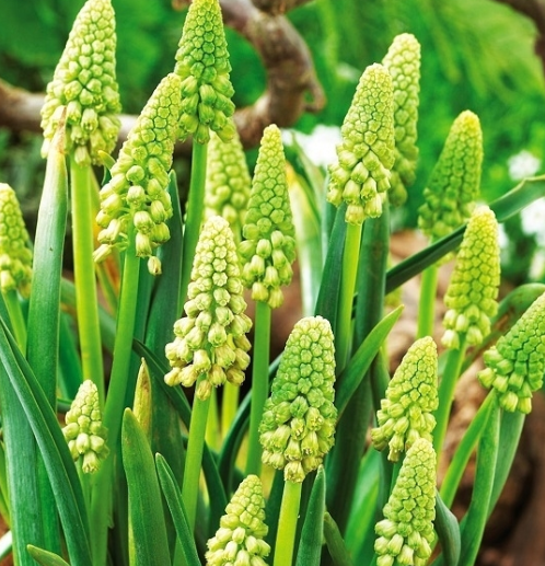 Muscari - Green Pearl 5 Bulbs