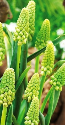 Muscari - Green Pearl 5 Bulbs