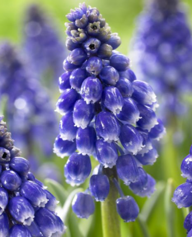 Muscari - BLING BLING 5 Bulbs
