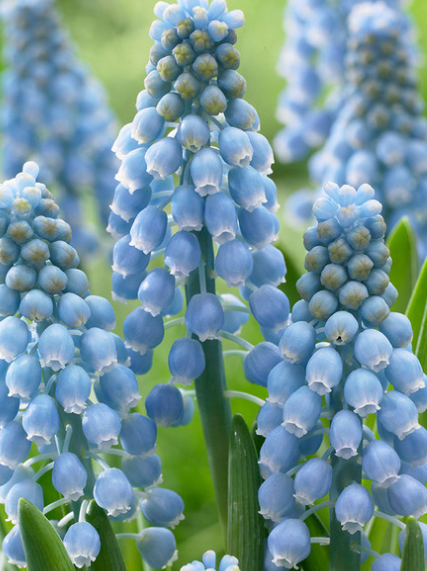 Muscari - Cupido 5 Bulbs