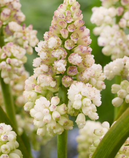 Muscari - Lady Madonna 5 Bulbs