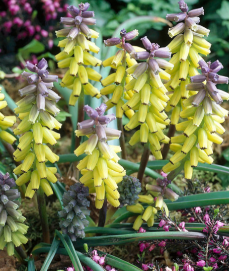Muscari - Golden Fragrance 5 Bulbs