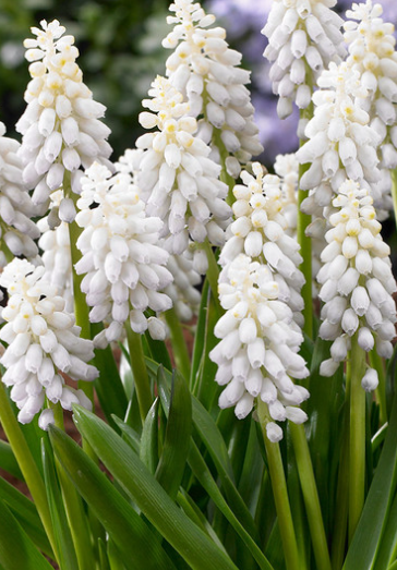 Muscari - Snowqueen 5 Bulbs