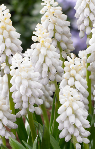 Muscari - Snowqueen 5 Bulbs