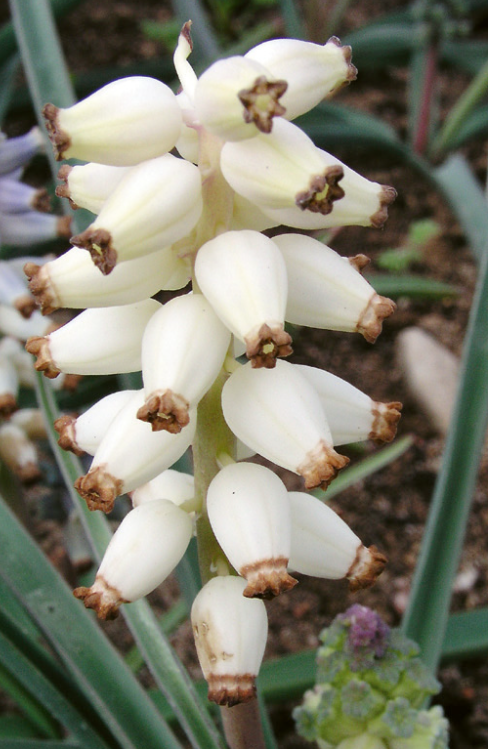 Muscari - muscarimi 5 Bulbs