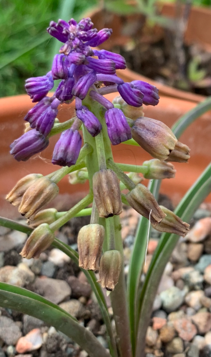 Muscari - erdalii 5 Bulbs