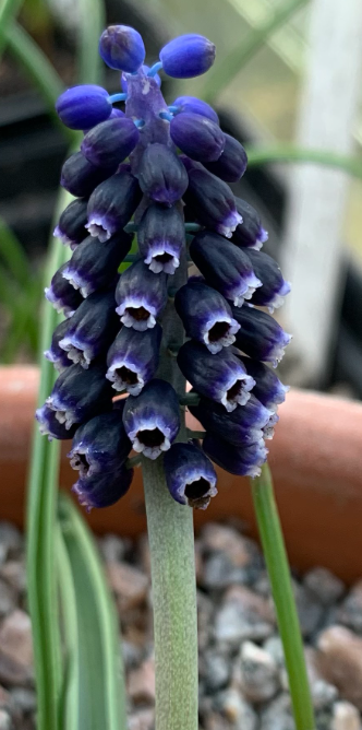 Muscari - adilii 5 Bulbs