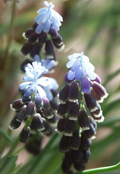 Muscari - kerkis 5 Bulbs
