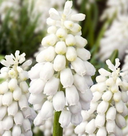 Muscari - Venus 5 Bulbs