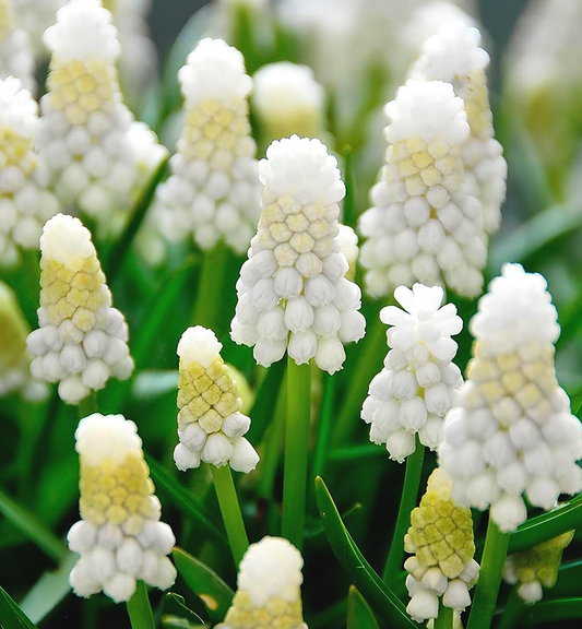 Muscari - Casablanca 5 Bulbs