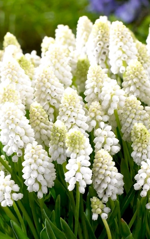 Muscari - Casablanca 5 Bulbs