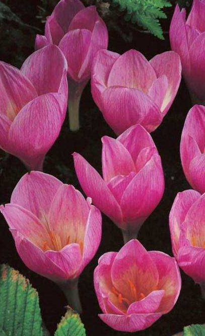 Crocus Zonatus ( Autumn Crocus ) 5 Bulbs