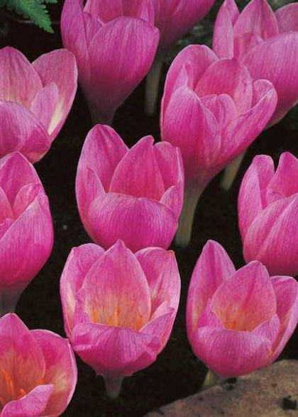 Crocus Zonatus ( Autumn Crocus ) 5 Bulbs