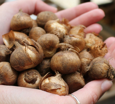 Crocus Minimus ( Large-flowered Crocus ) 5 Bulbs