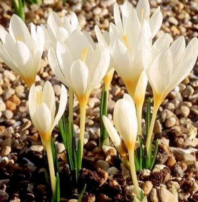 Crocus Ochroleucus ( Autumn Crocus ) 5 Bulbs